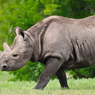 black rhinos|Endangered Species Archives - CGTN Africa