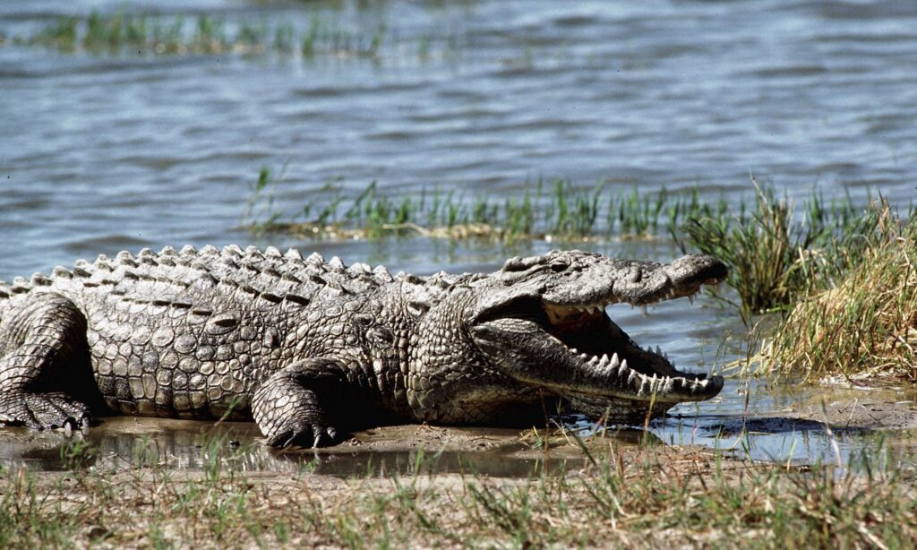 Tourist killed, another injured in Zimbabwe crocodile attack - CGTN Africa