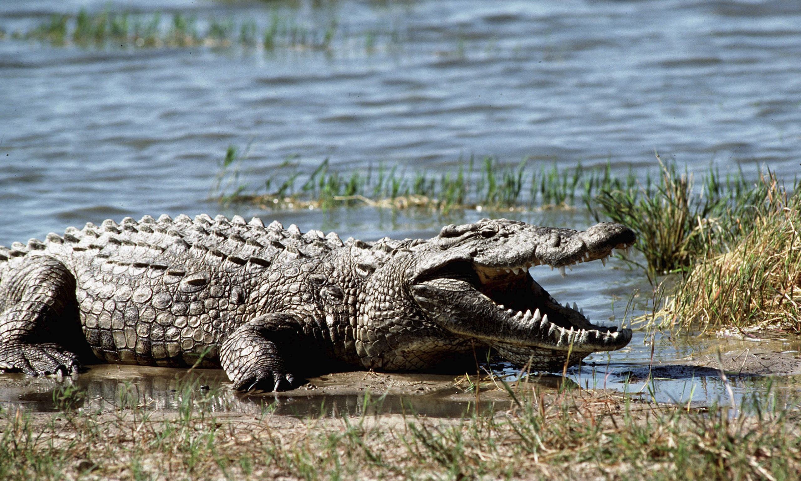 13-year-old boy fishing for school fees killed by crocodile in Zimbabwe -  CGTN Africa