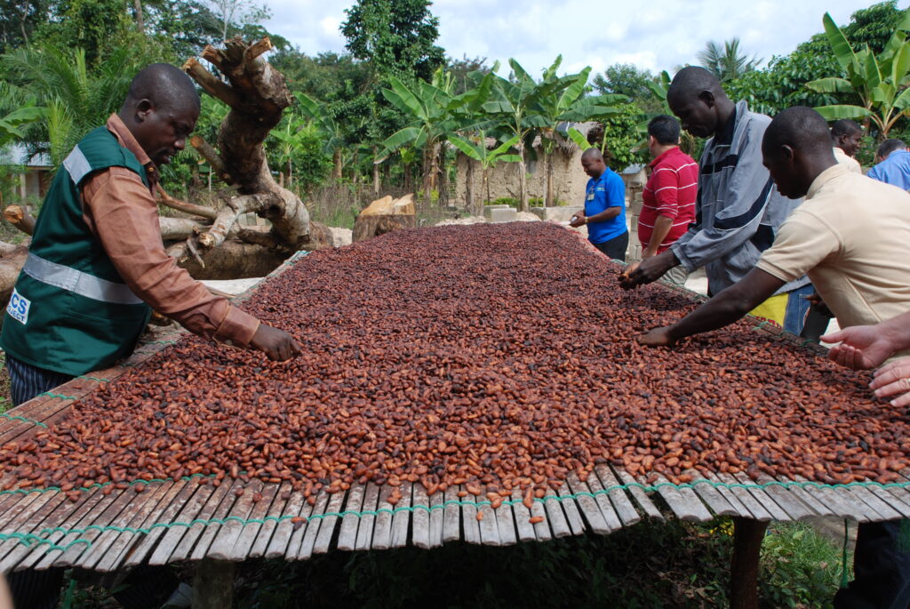 Heavy rains in West Africa help boost cocoa crop production CGTN Africa