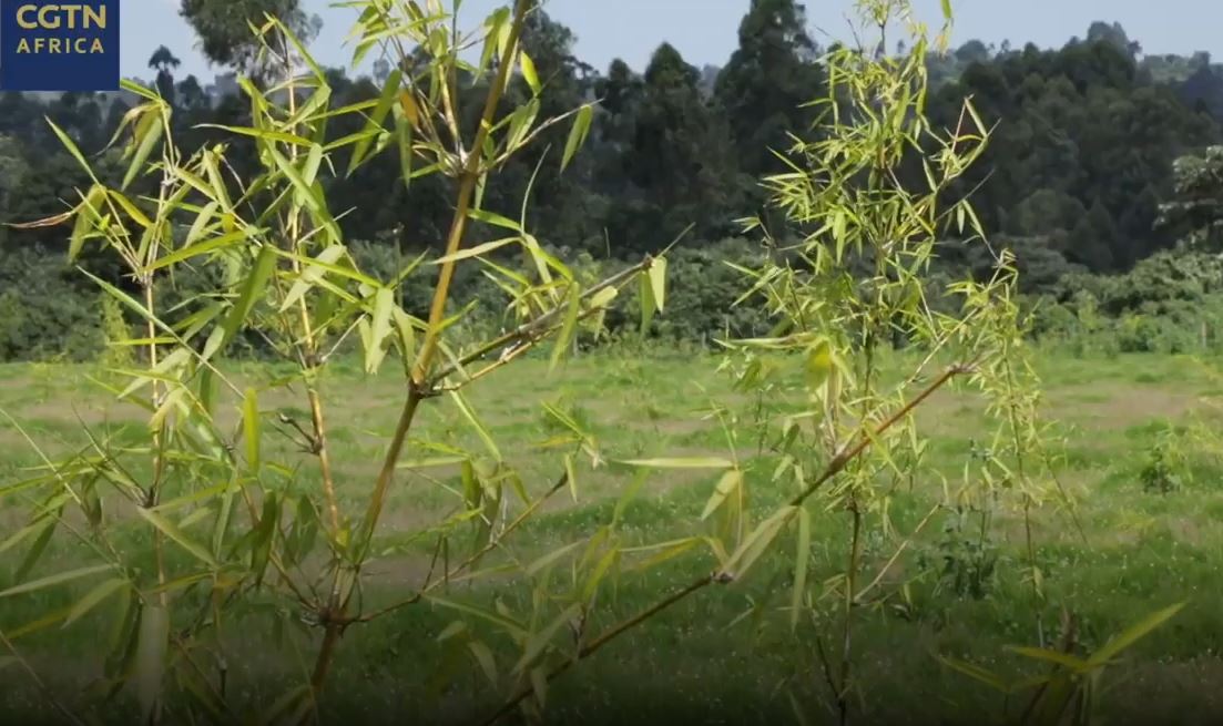 Kenya's Nandi County turns to bamboo to save threatened wetland - CGTN ...