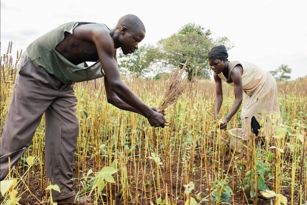 Chia seeds a booming business in Uganda - CGTN Africa