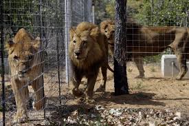 Lions of Lockdown' rescued from French circus freed in South