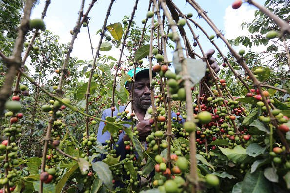 Kenya plans to reform coffee sector - CGTN Africa