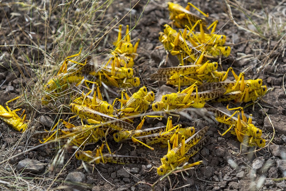 Locust swarm reaches Uganda and Tanzania - CGTN Africa