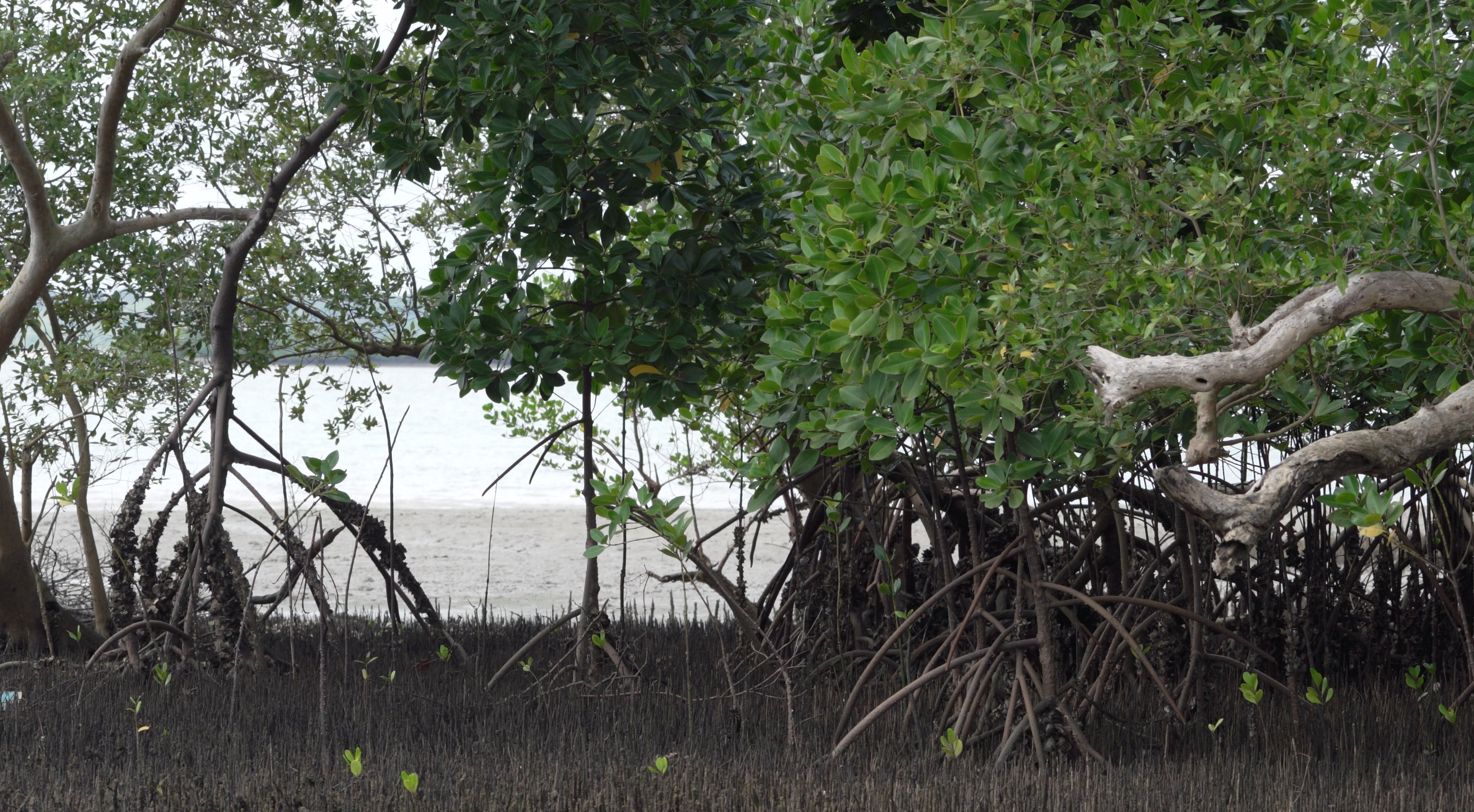 A section of Kilifi Creek with mangrove trees growing on it.