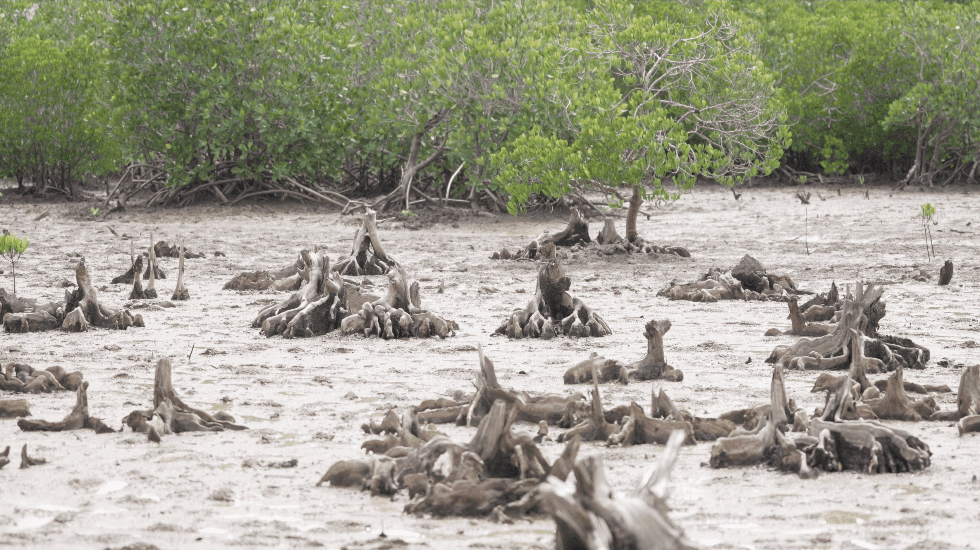 Stumps of Magrove trees cut down by charcoal burners at a section of the shore off Kilifi Creek.